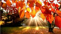 Image: Konkurs fotograficzny "Jesienny krajobraz"