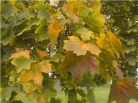 Image: Kto znajdzie najładniejsze, kolorowe ujęcie jesiennych liści?